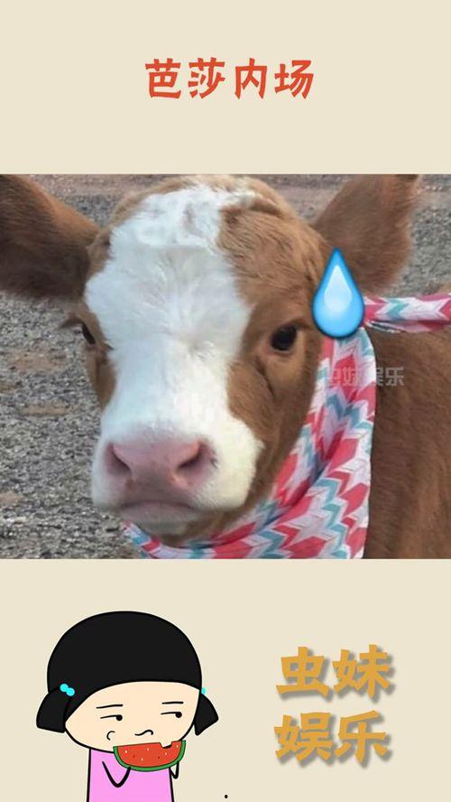 娱乐吃瓜酱出去玩